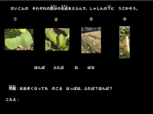 スライド教材 大根成長記録 大根の成長の様子を順番に並べよう ダッシュニンの特別支援教材室